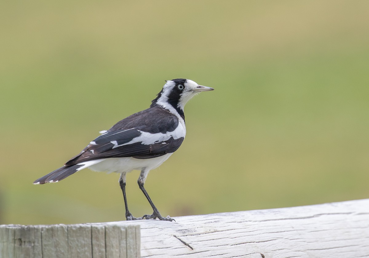 ツチスドリ - ML646281245