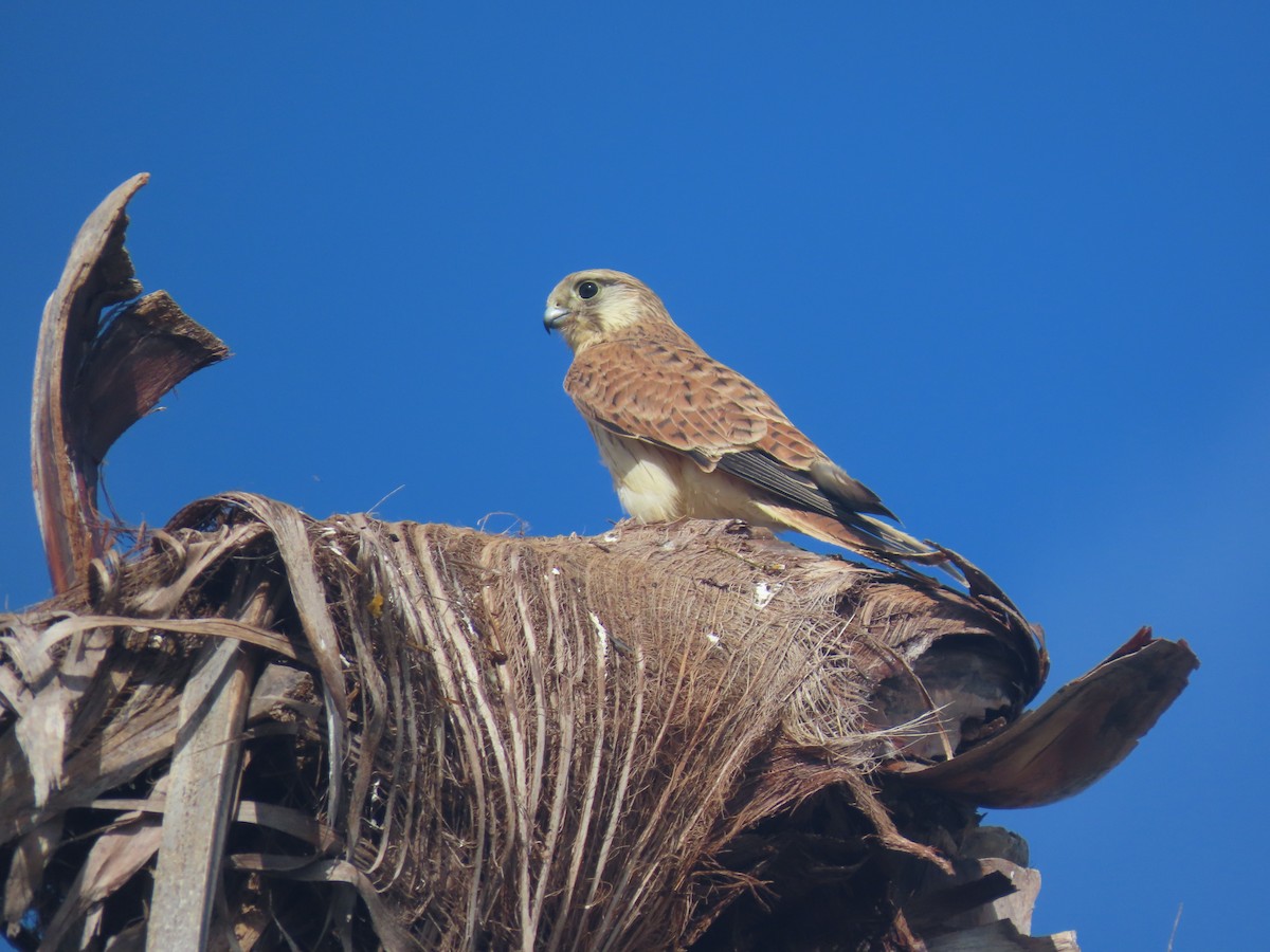 オーストラリアチョウゲンボウ - ML646281246