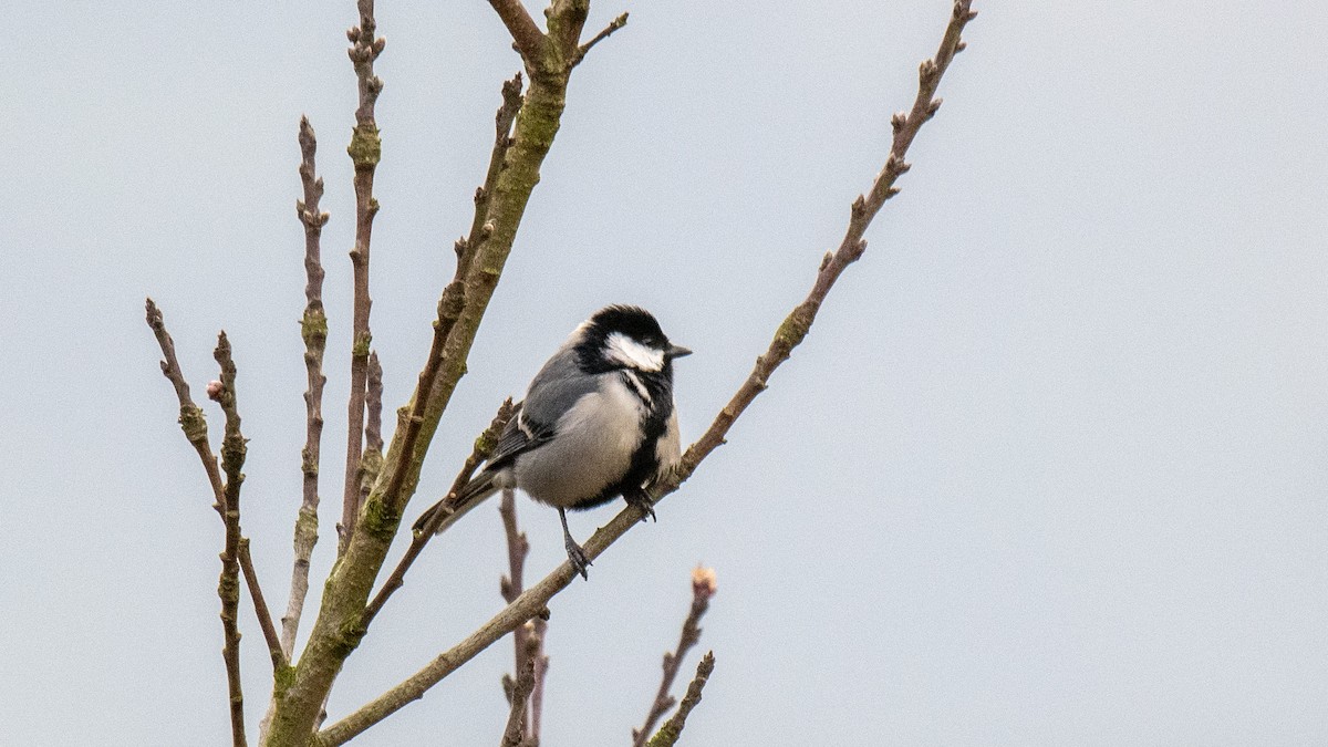 Asian Tit (Cinereous) - ML646281247