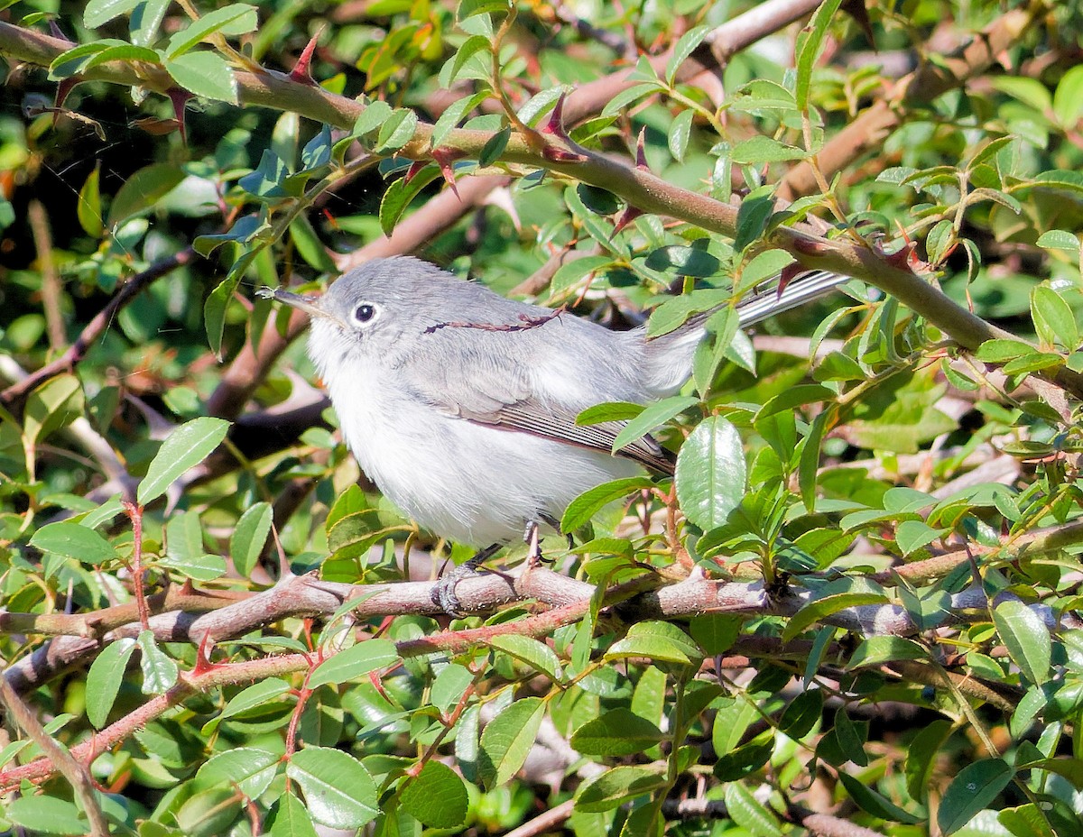 ブユムシクイ - ML646281248