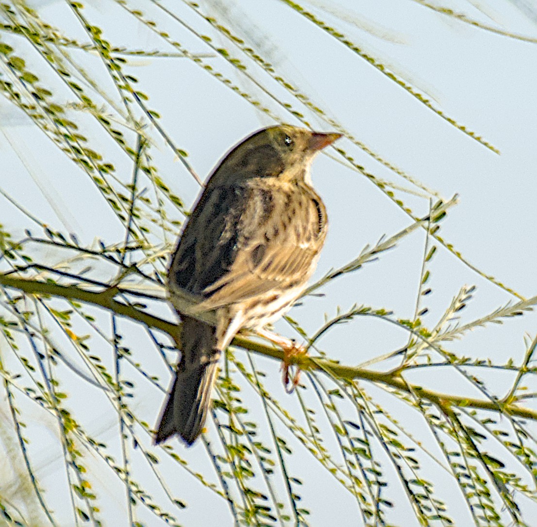 サバンナシトド - ML646281249