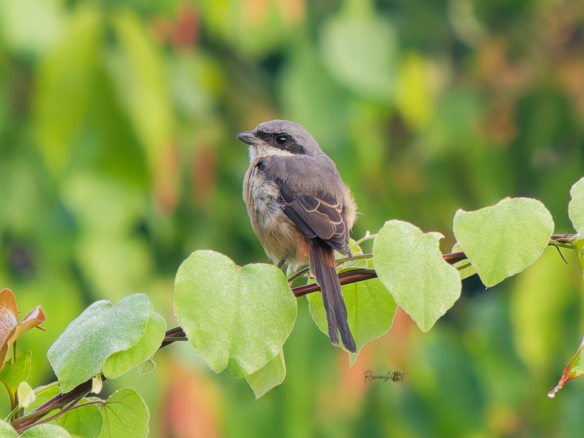 チベットモズ - ML646281250