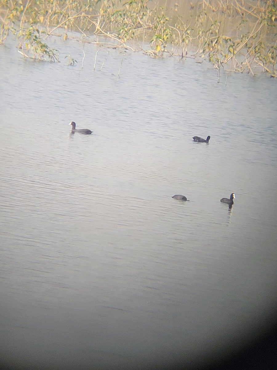 オオバン - ML646281252