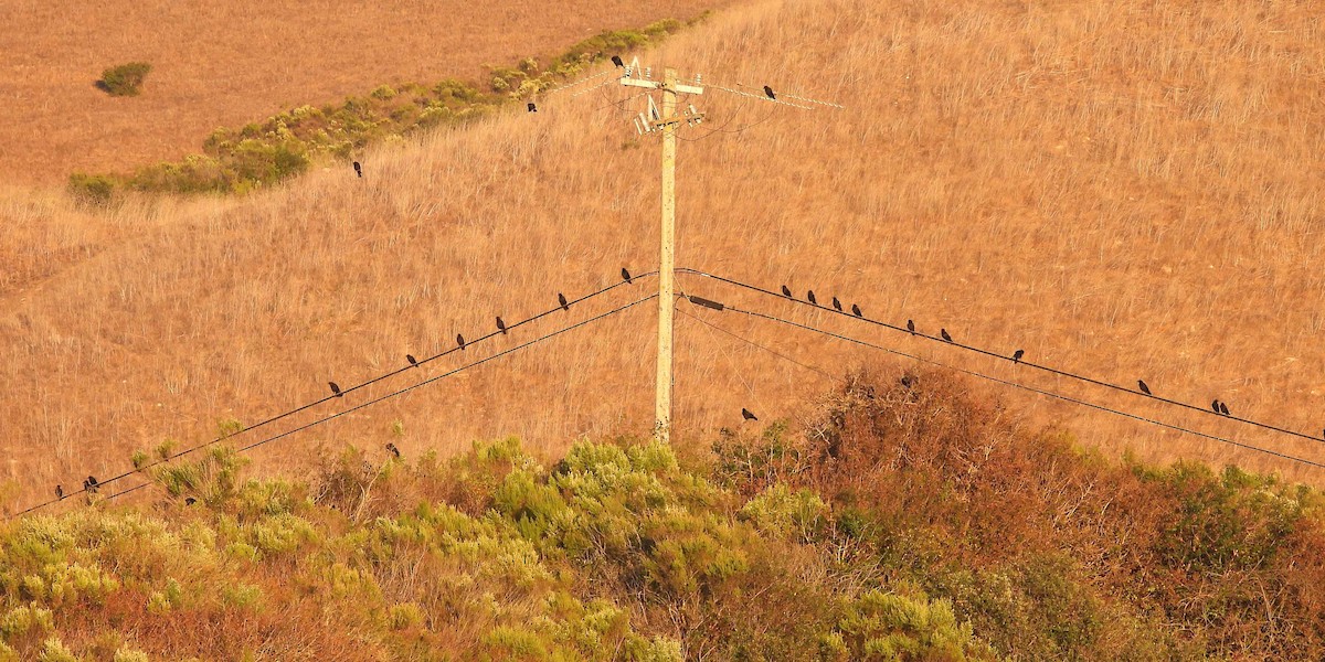 アメリカガラス - ML646281253