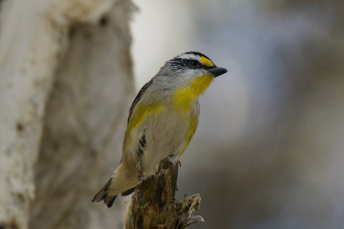 Striated Pardalote - ML646281254