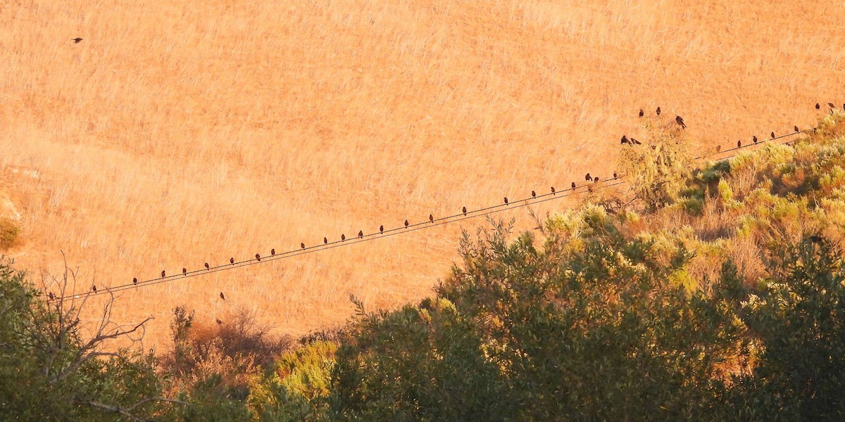 アメリカガラス - ML646281255