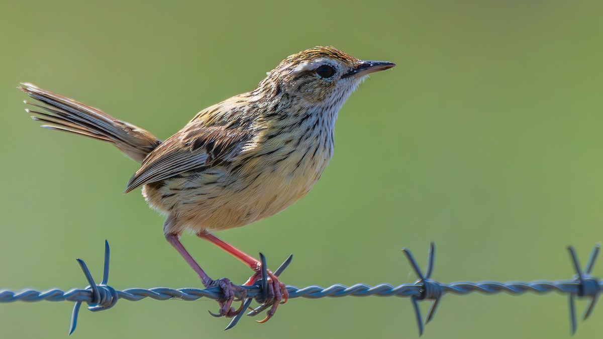 Striated Fieldwren - ML646281257