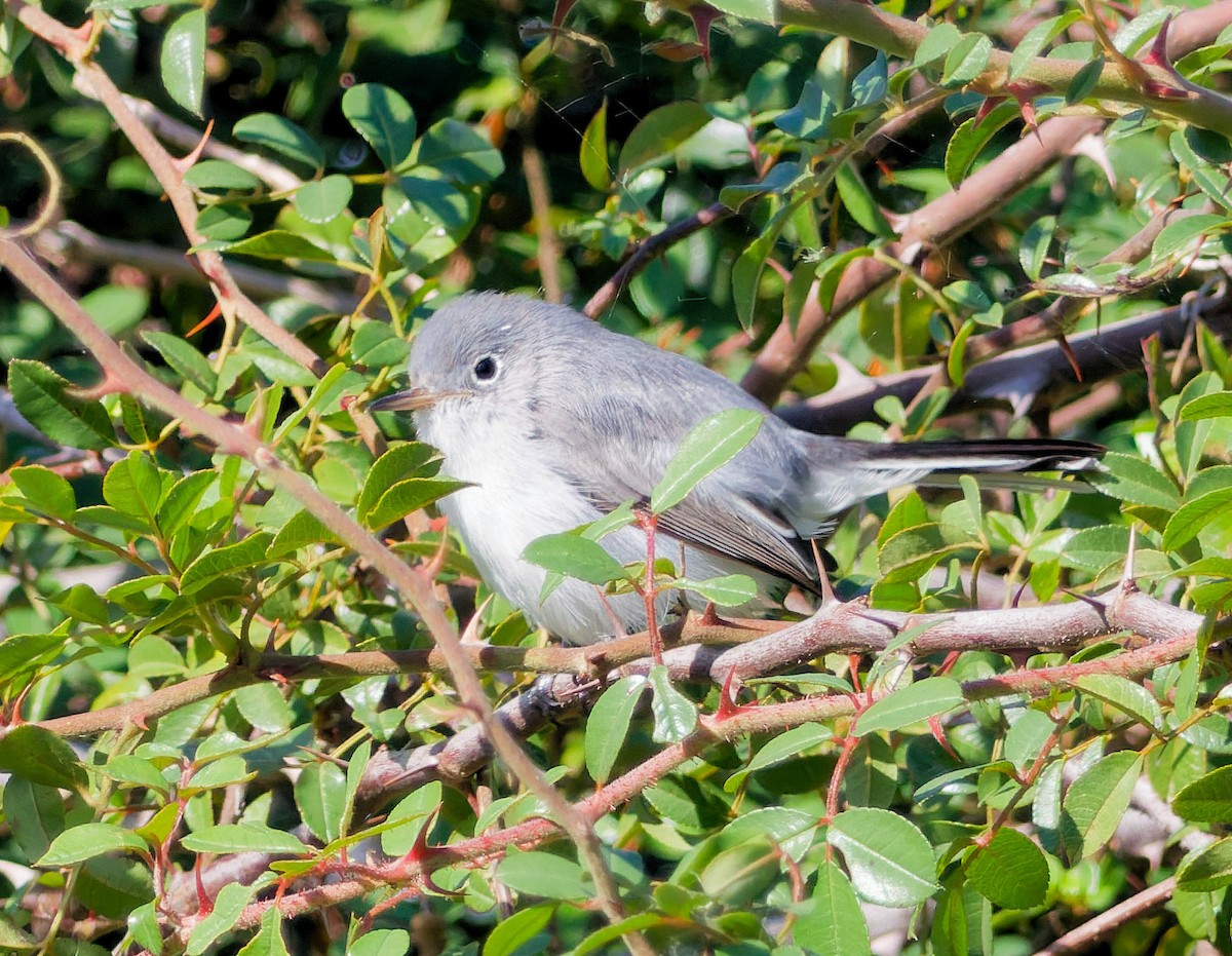 ブユムシクイ - ML646281259