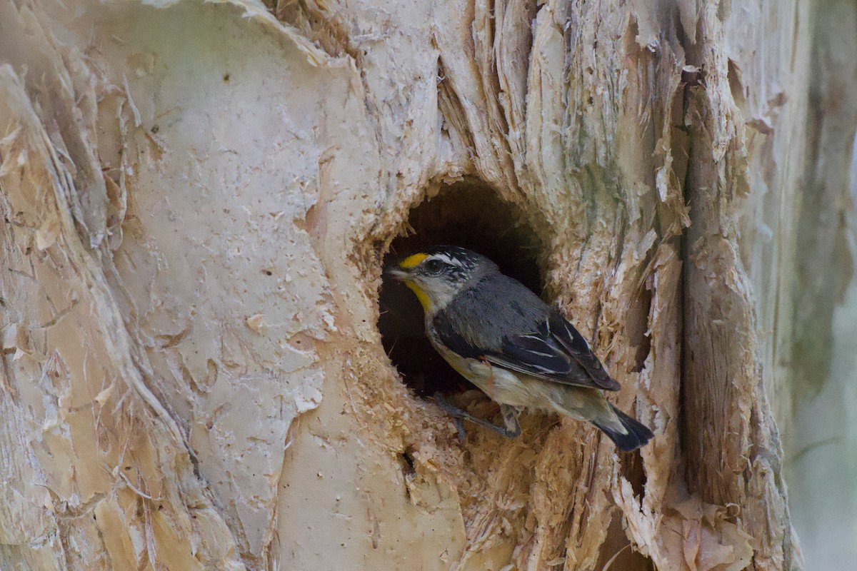 Striated Pardalote - ML646281260