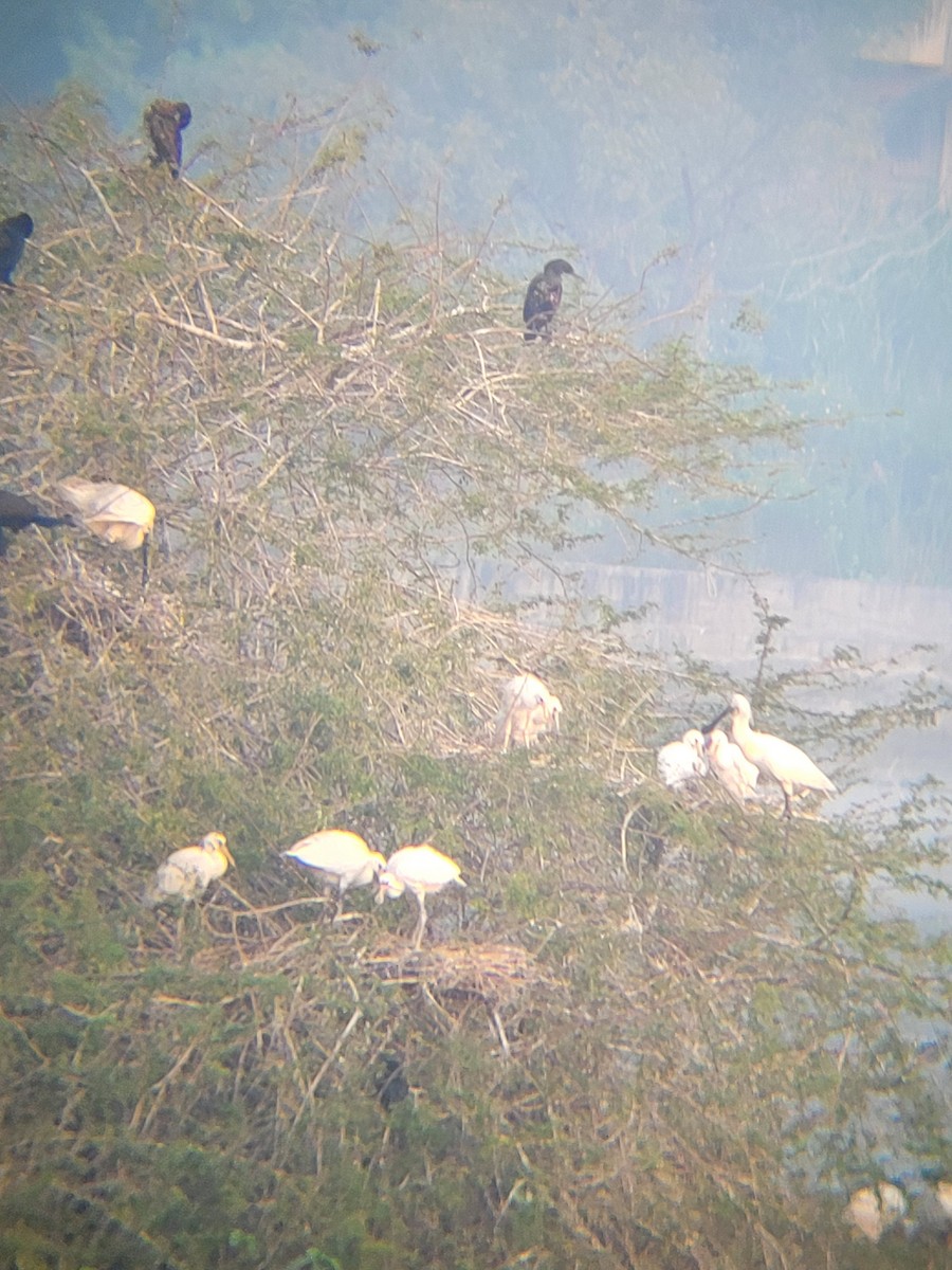 ヘラサギ - ML646281262