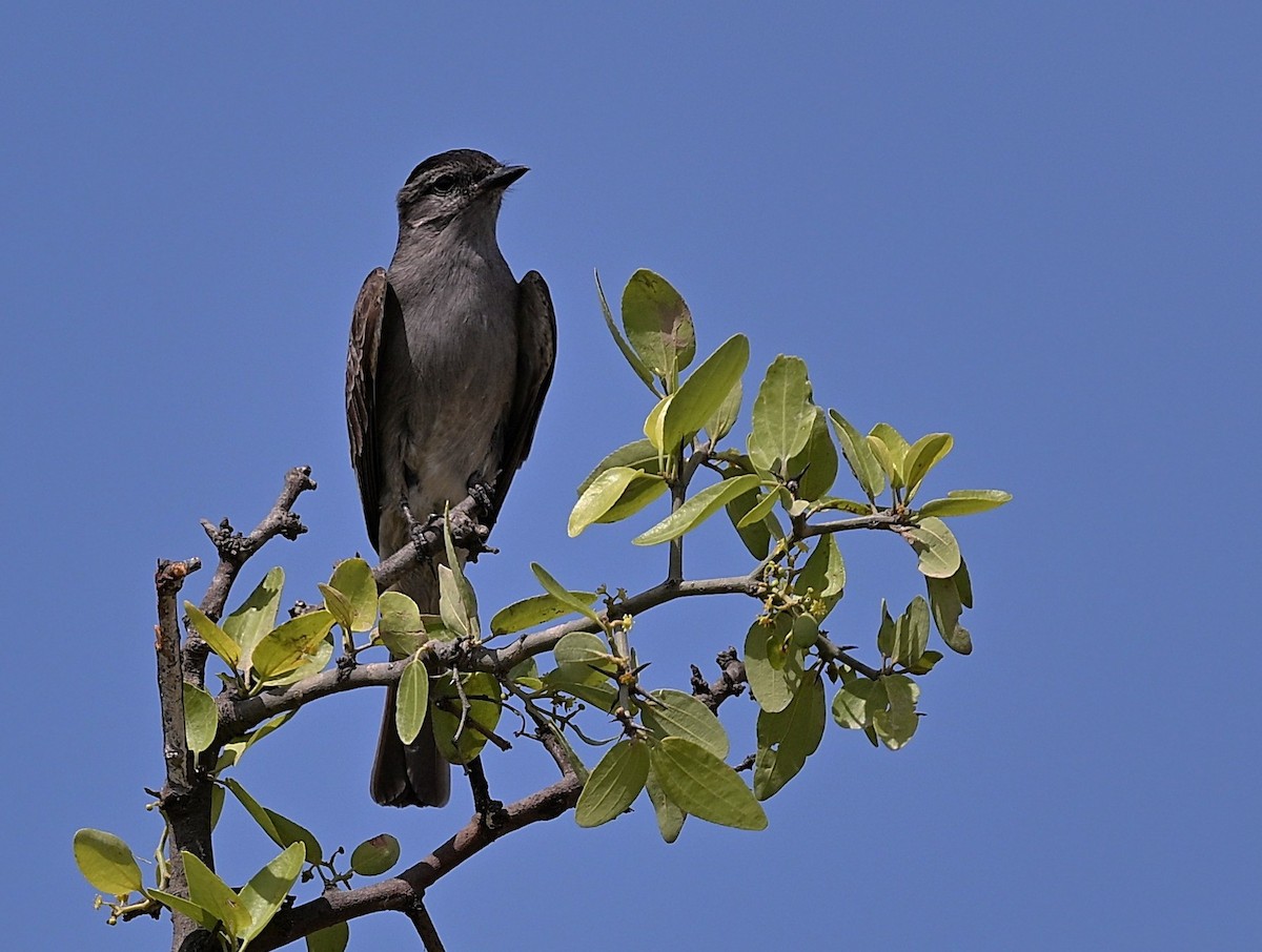 ハイイロキカムリタイランチョウ - ML646281268