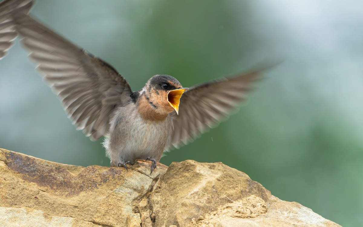 リュウキュウツバメ - ML646281270