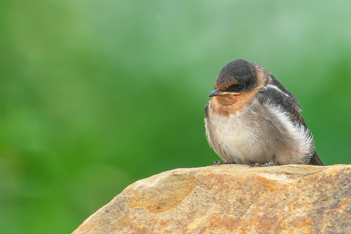 リュウキュウツバメ - ML646281271