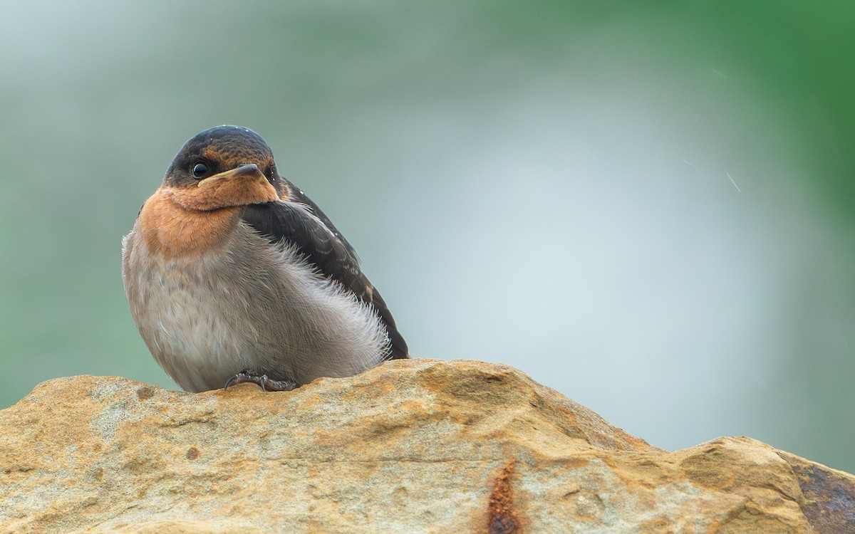 リュウキュウツバメ - ML646281273