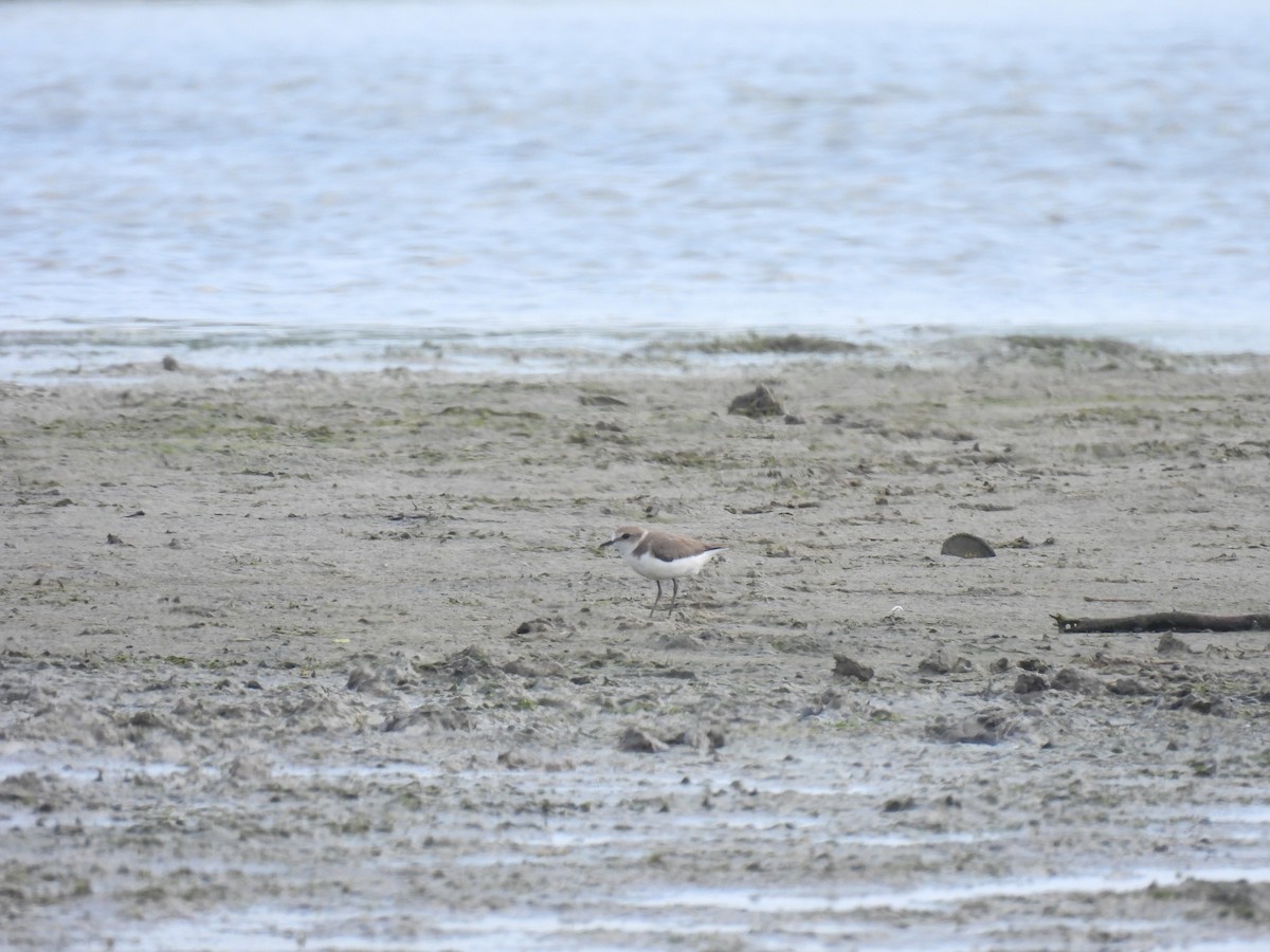 シロチドリ - ML646281274