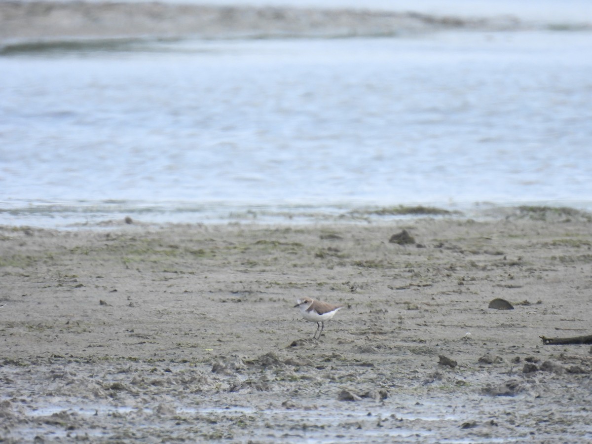 シロチドリ - ML646281275