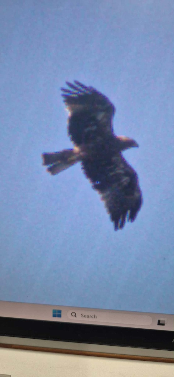 ヒメクマタカ - ML646281276