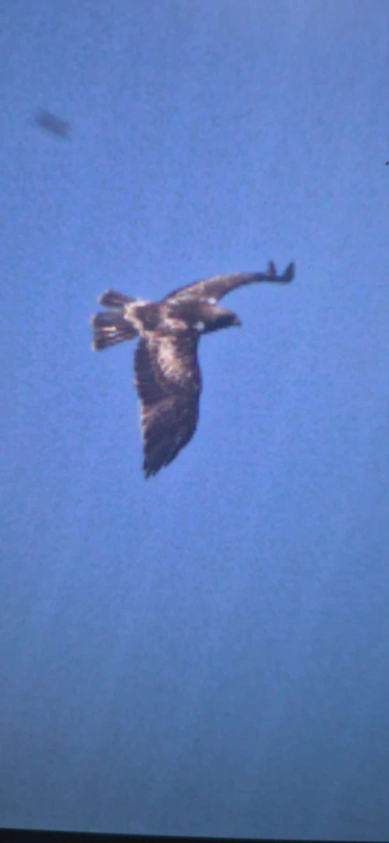 ヒメクマタカ - ML646281277