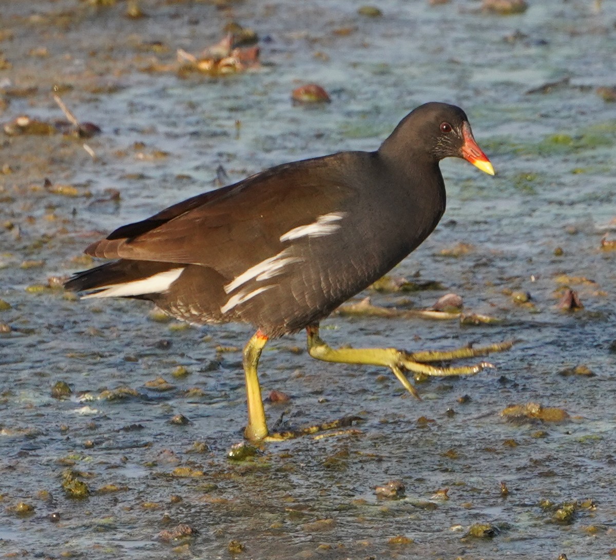 バン - ML646281278