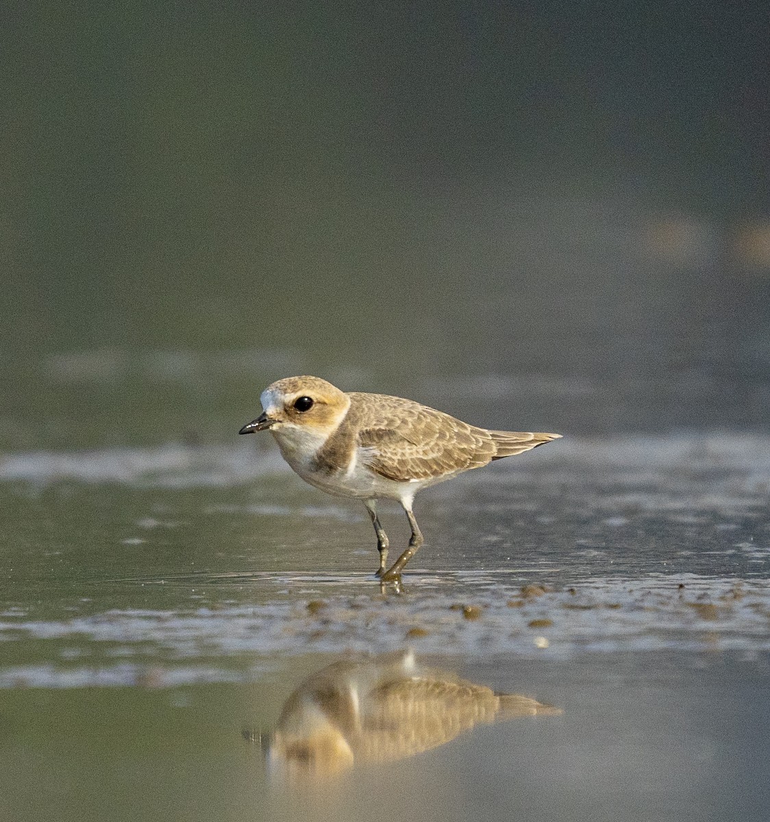 シロチドリ - ML646281279