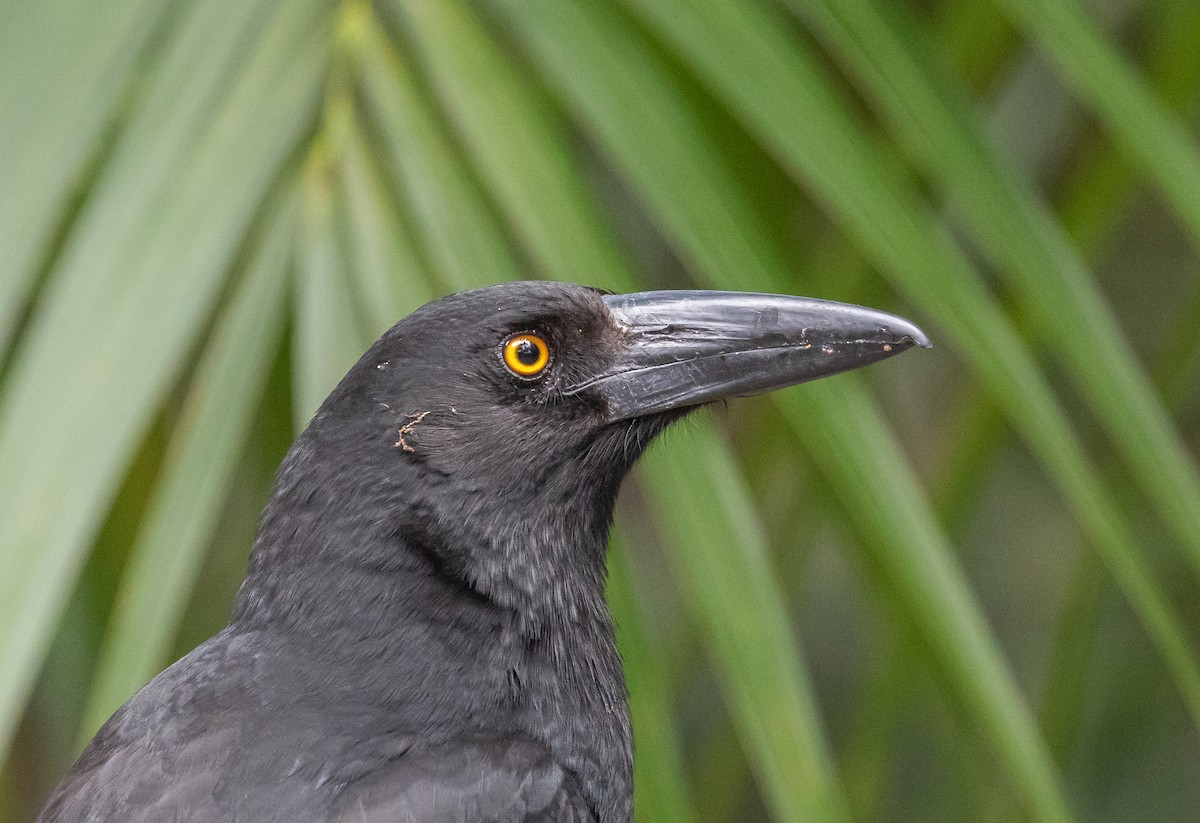 Пегий куравонг - ML646281284