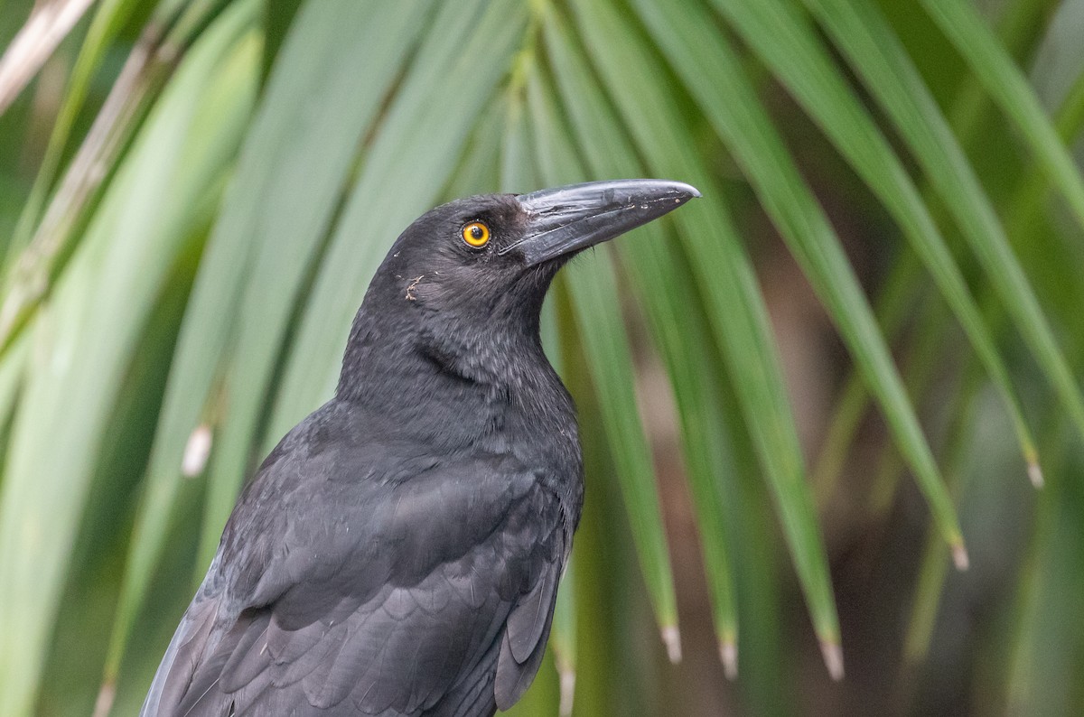 Пегий куравонг - ML646281285