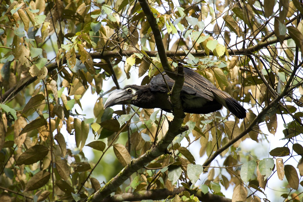 Чубатая птица-носорог - ML646281290