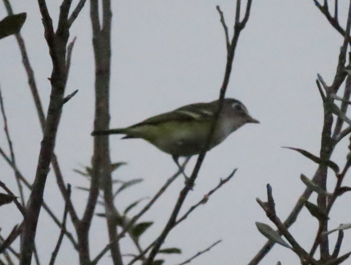 Blue-headed Vireo - ML646281291