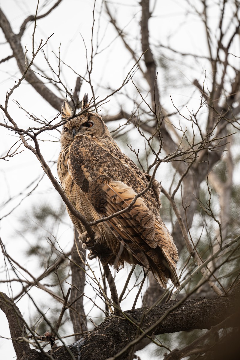 Филин - ML646281299