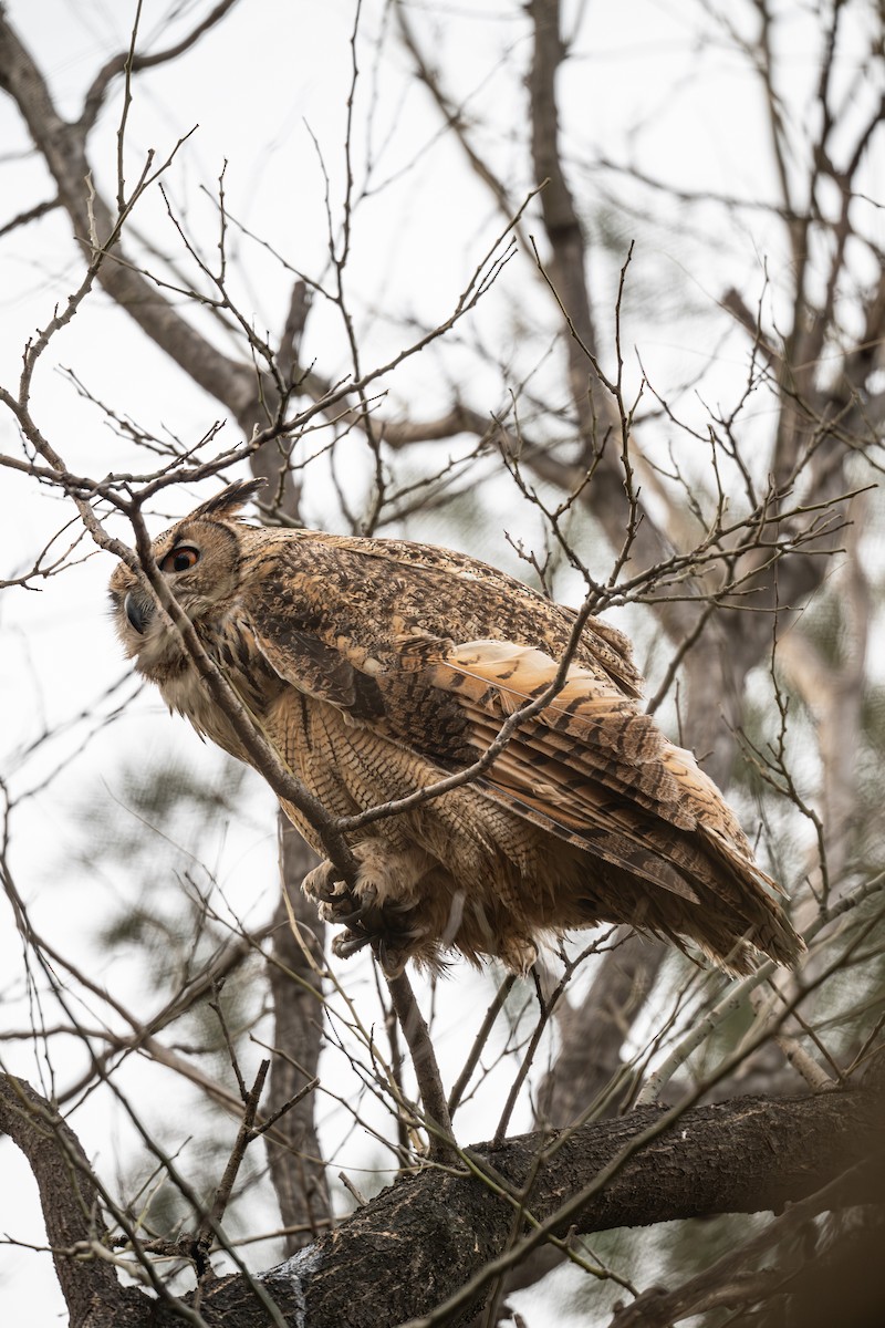 Филин - ML646281300