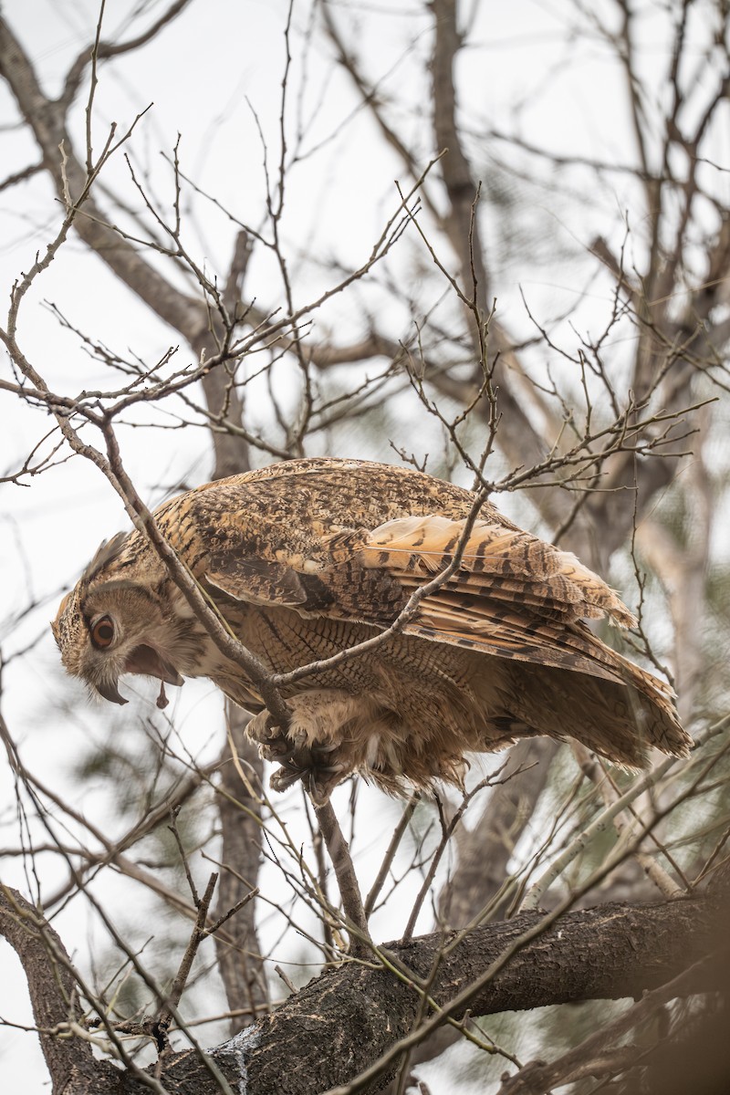 Филин - ML646281302