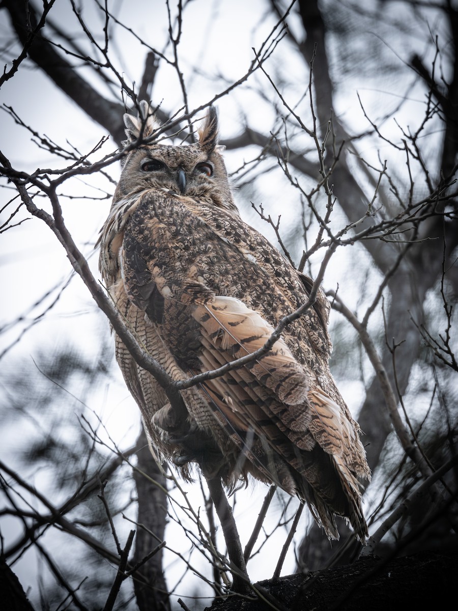 Филин - ML646281305