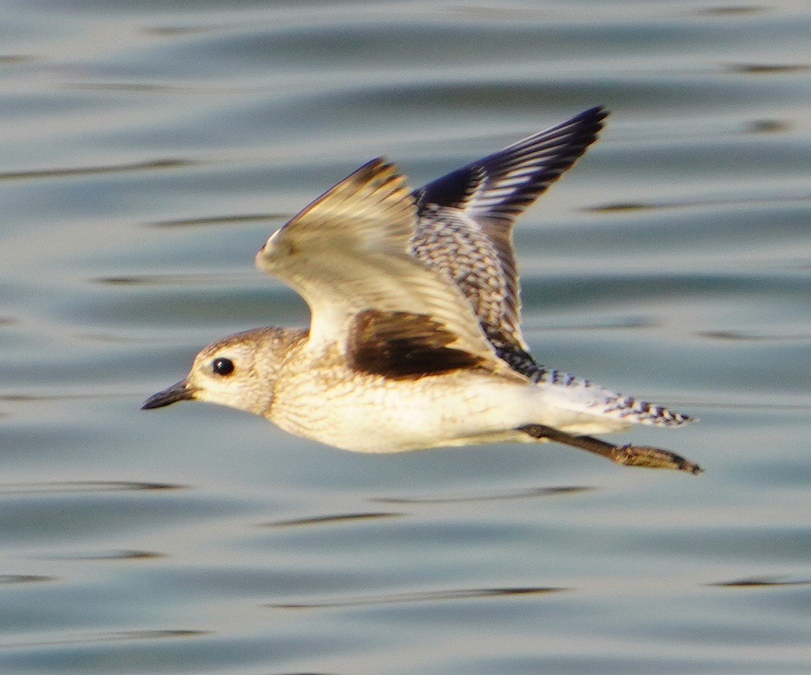 Black-bellied Plover - ML646281311