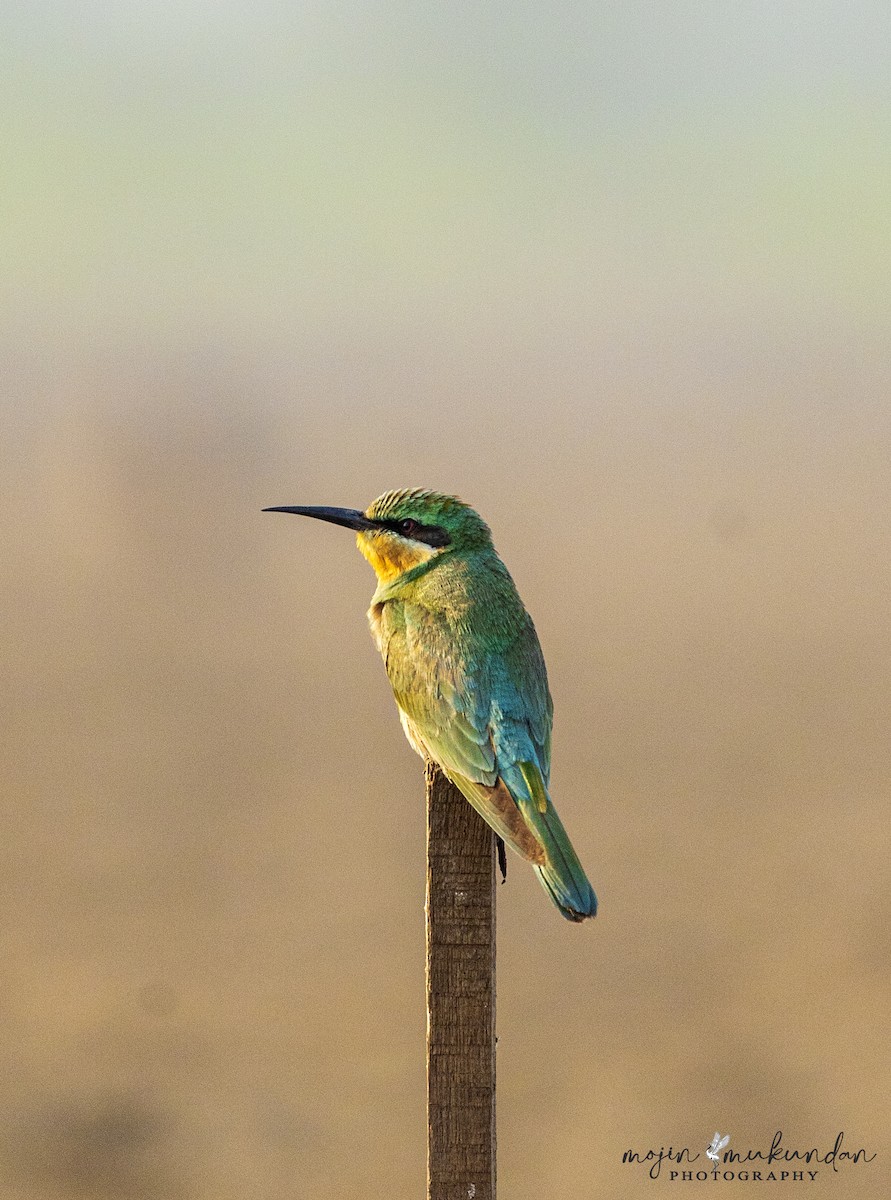 Зелёная щурка - ML646281312