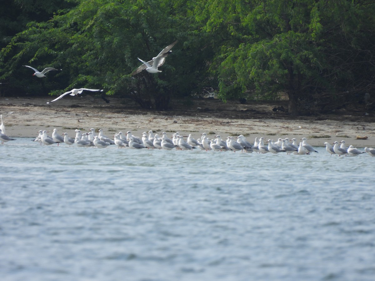 Буроголовая чайка - ML646281313