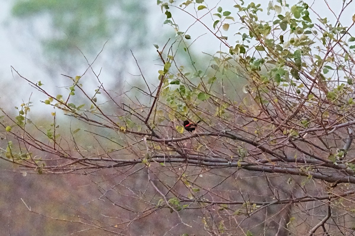 Чёрно-красный малюр - ML646281314