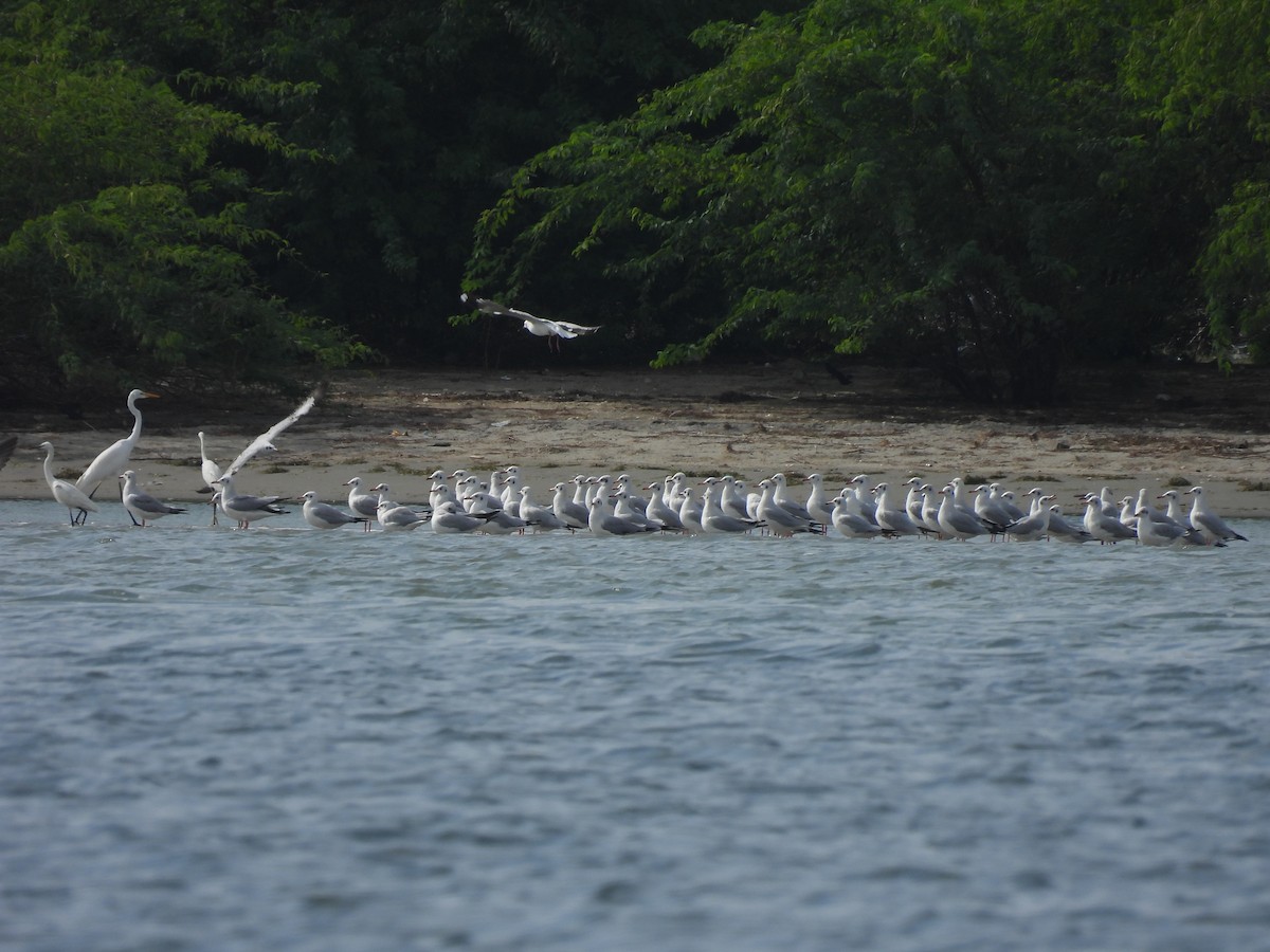 Буроголовая чайка - ML646281316