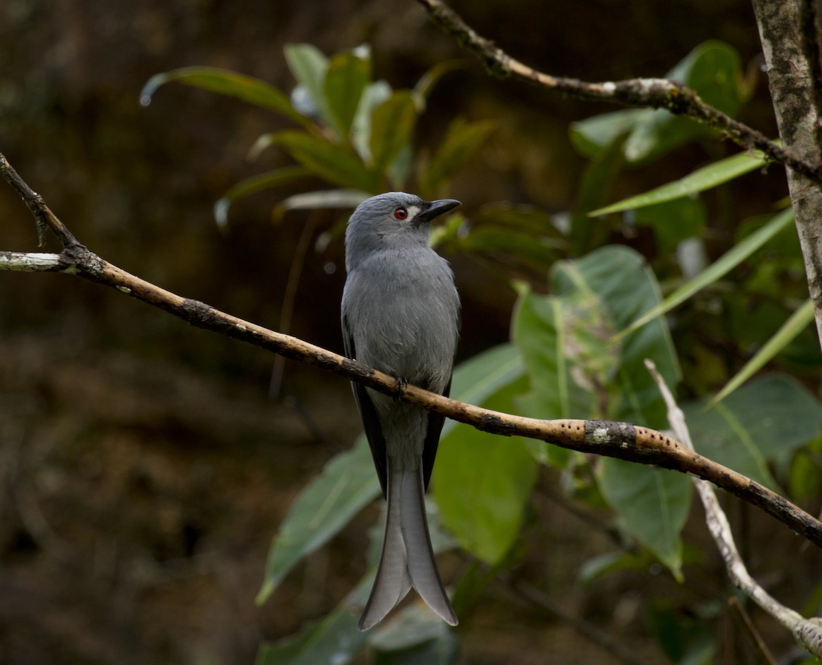 Пепельный дронго - ML646281317