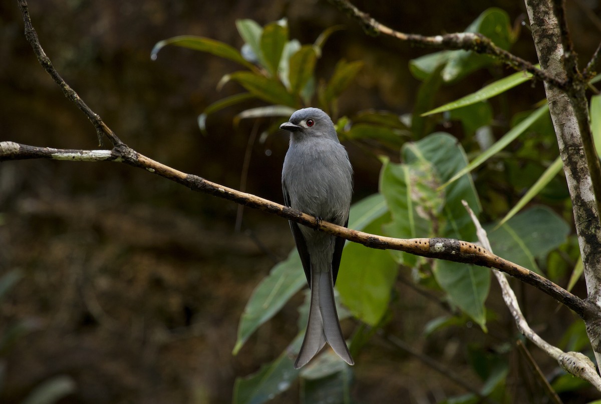 Пепельный дронго - ML646281318
