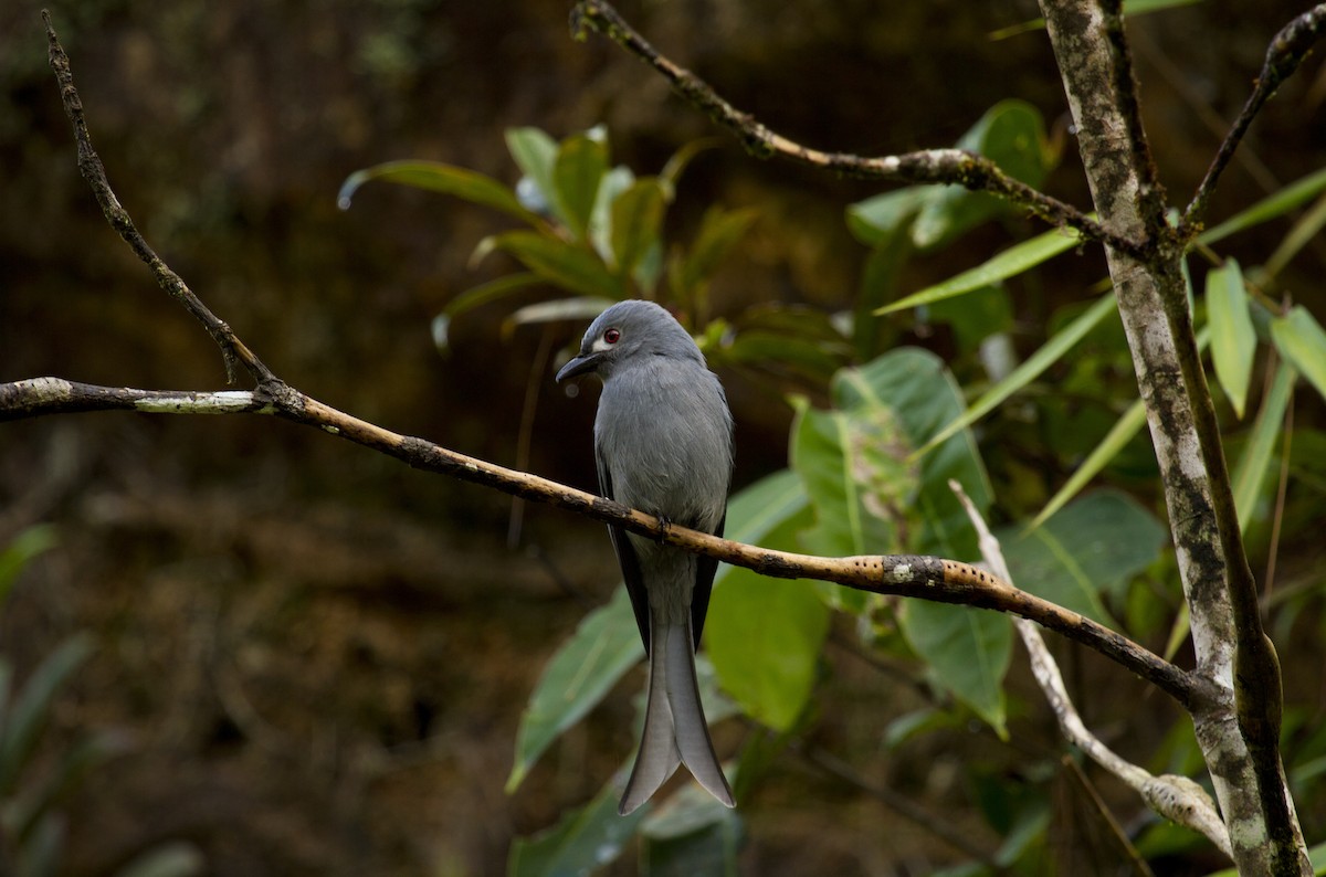 Пепельный дронго - ML646281319