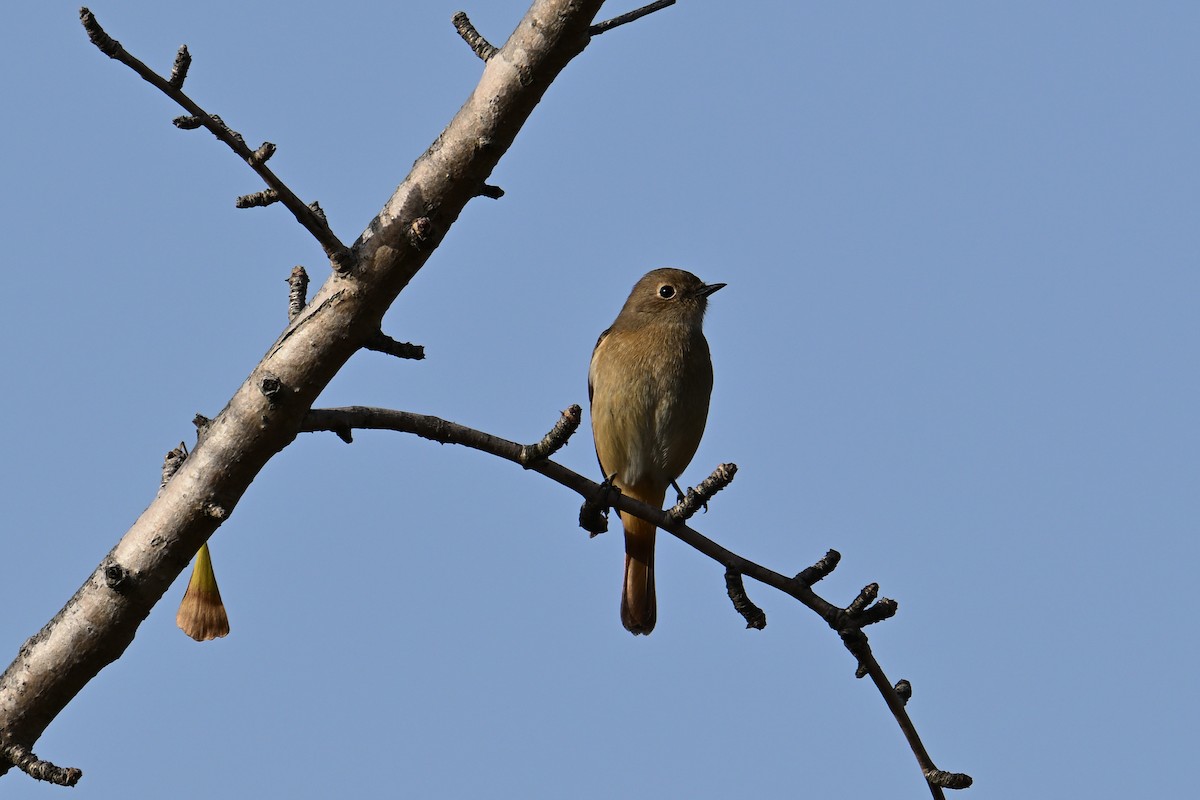 Сибирская горихвостка - ML646281320