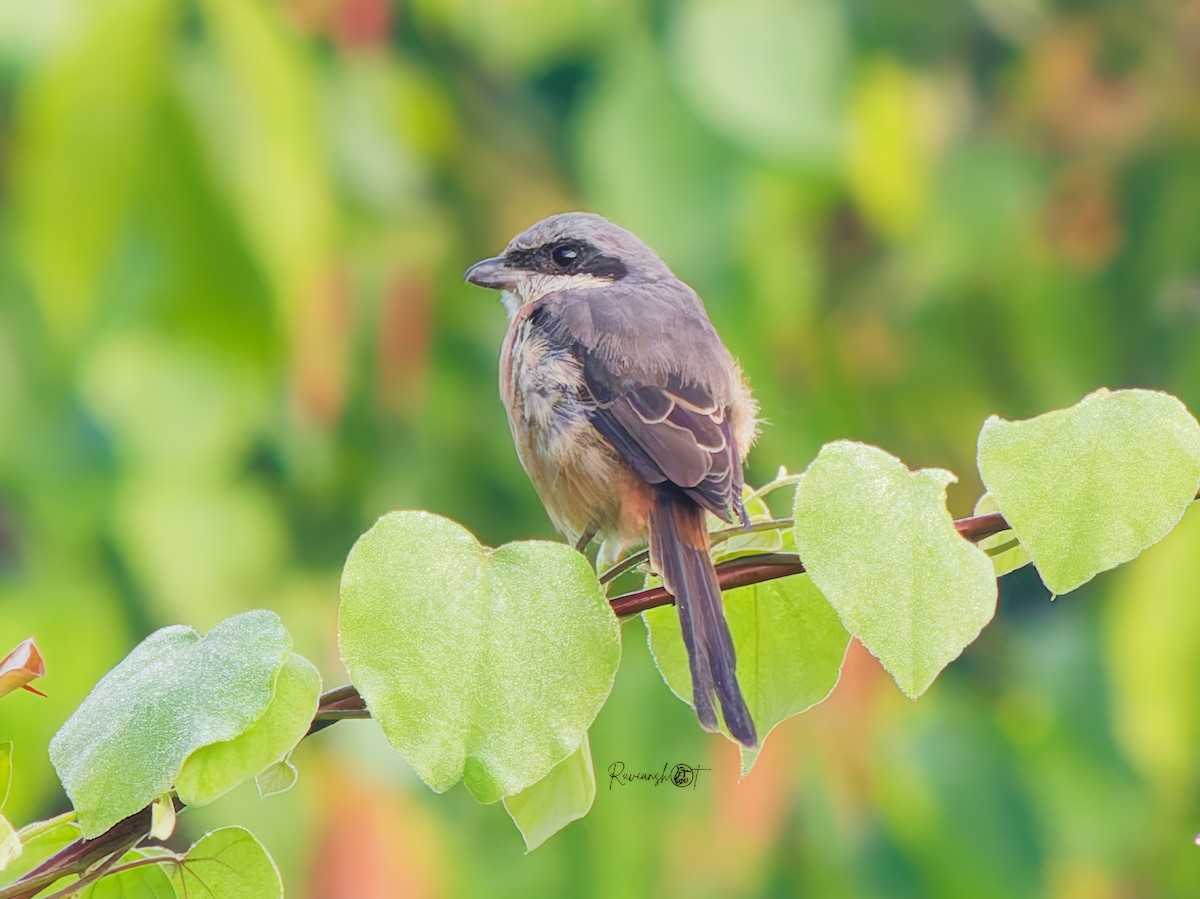 Тибетский сорокопут - ML646281321