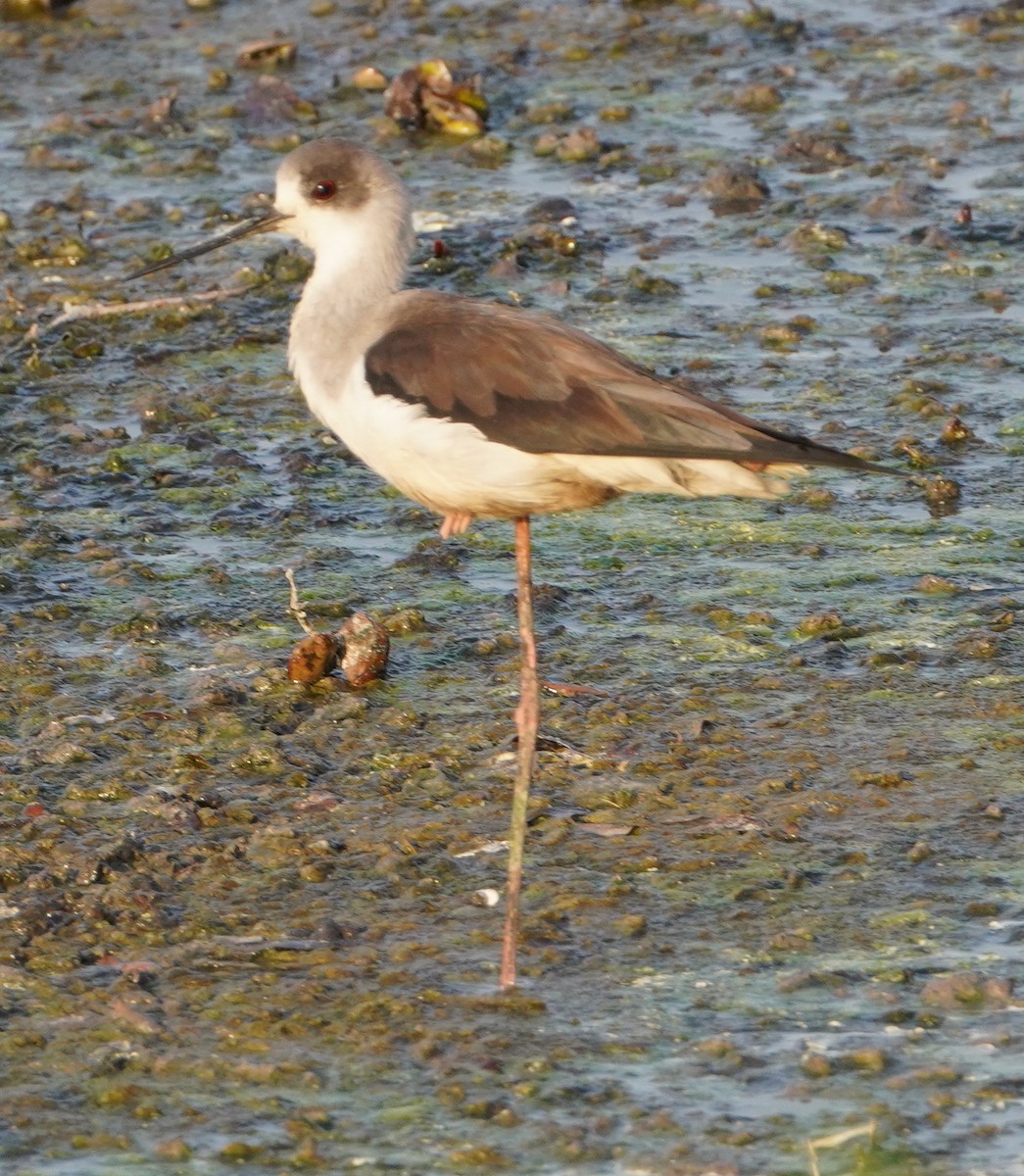 Ходулочник - ML646281322