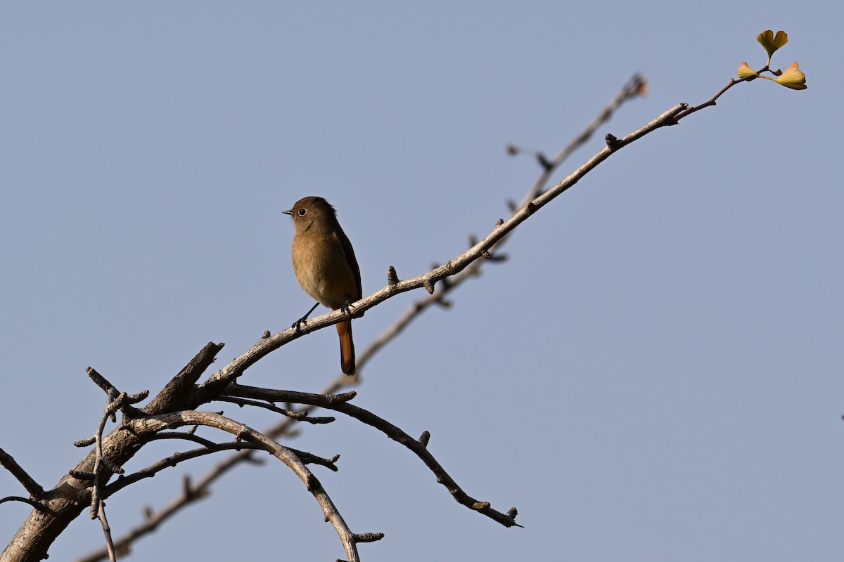 Daurian Redstart - ML646281323