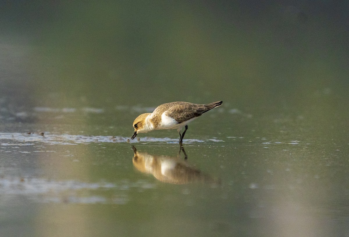 Морской зуёк - ML646281324