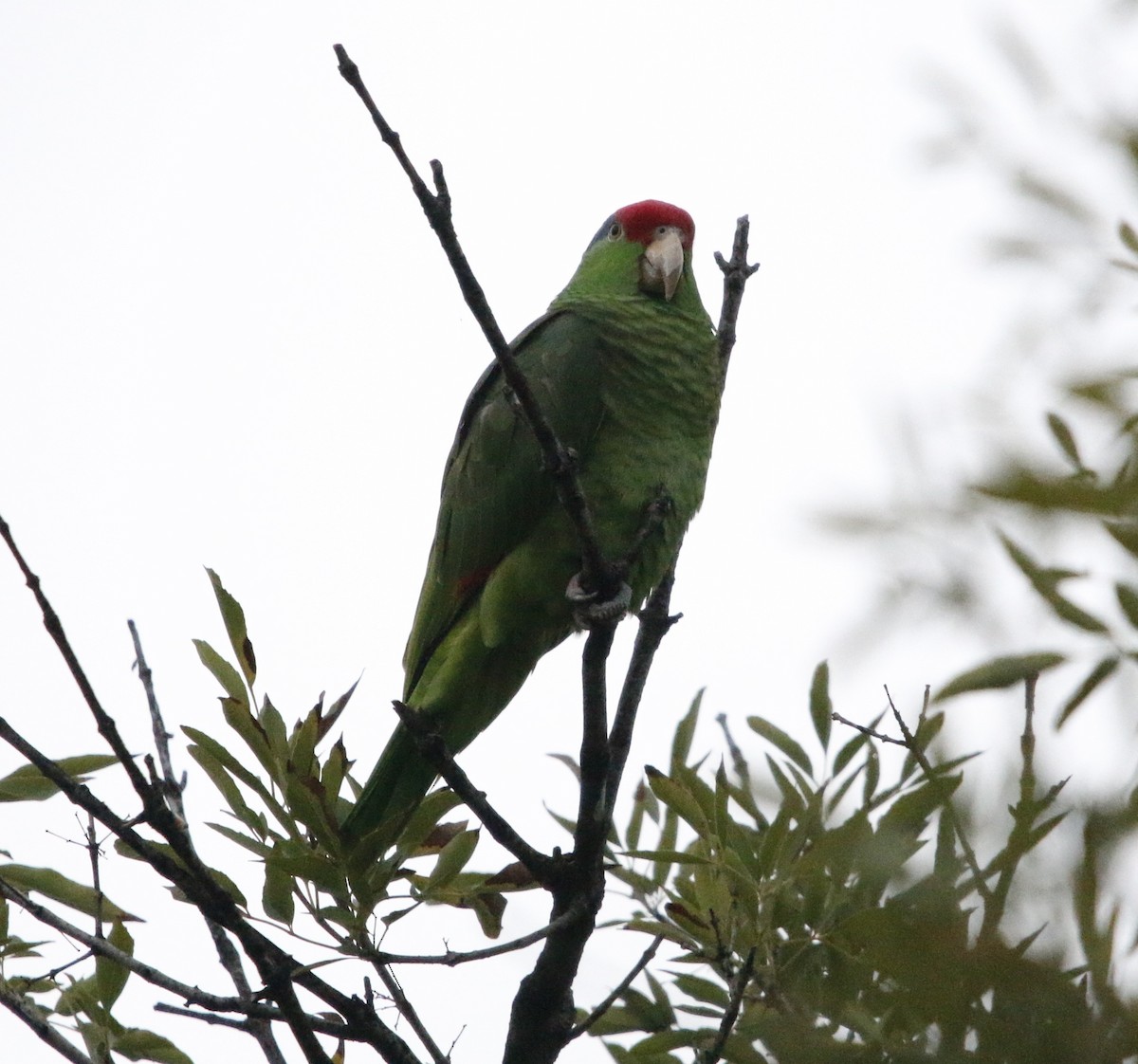 Зеленощёкий амазон - ML646281325