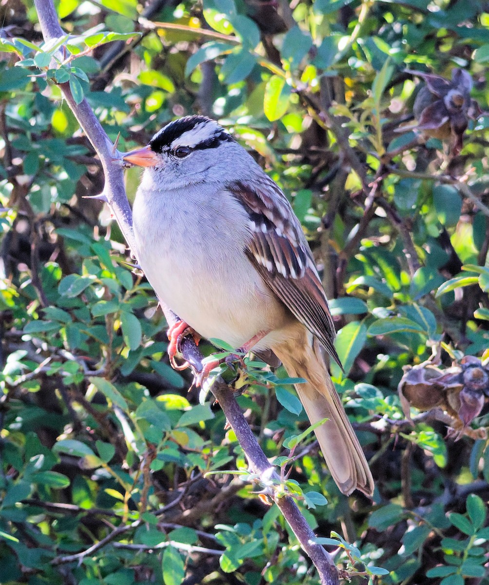 Белобровая овсянка - ML646281326