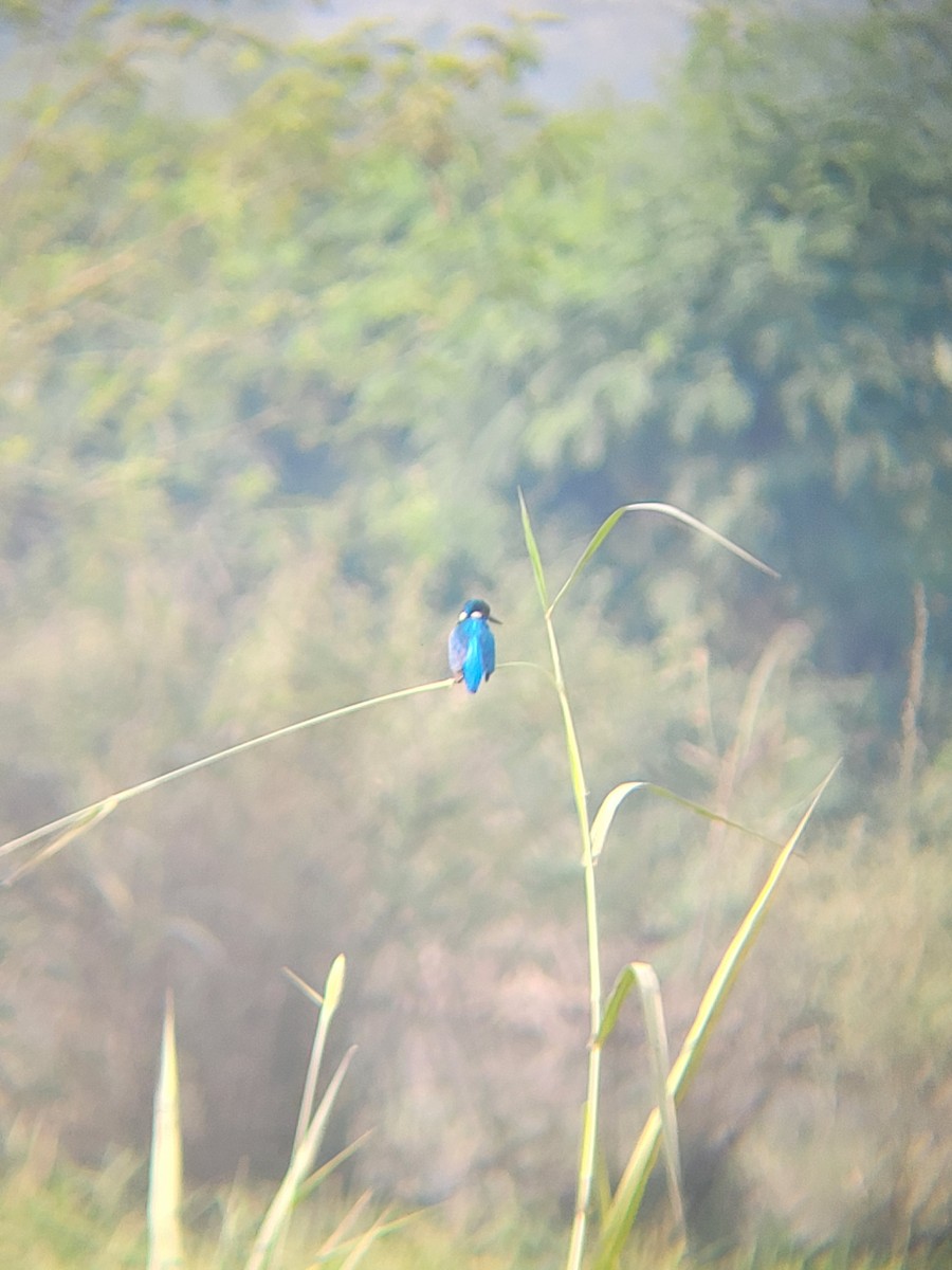 Зимородок - ML646281328