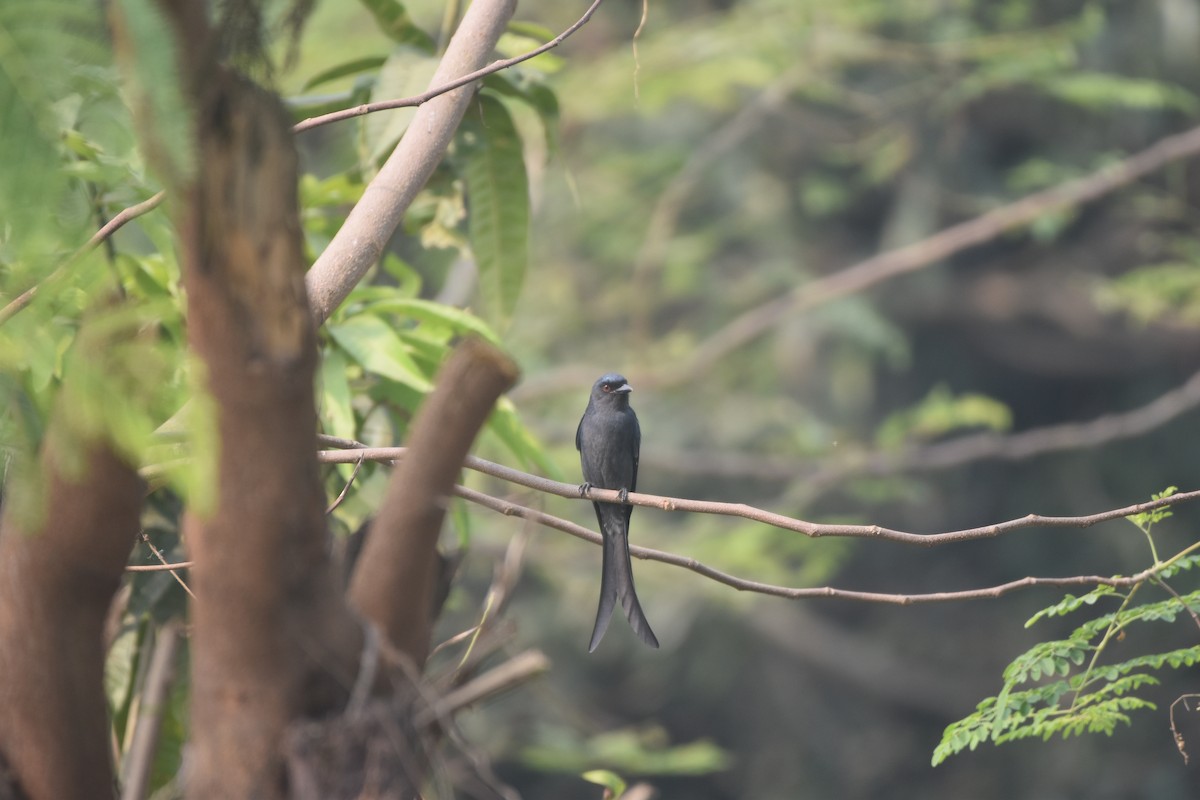 Пепельный дронго - ML646281330