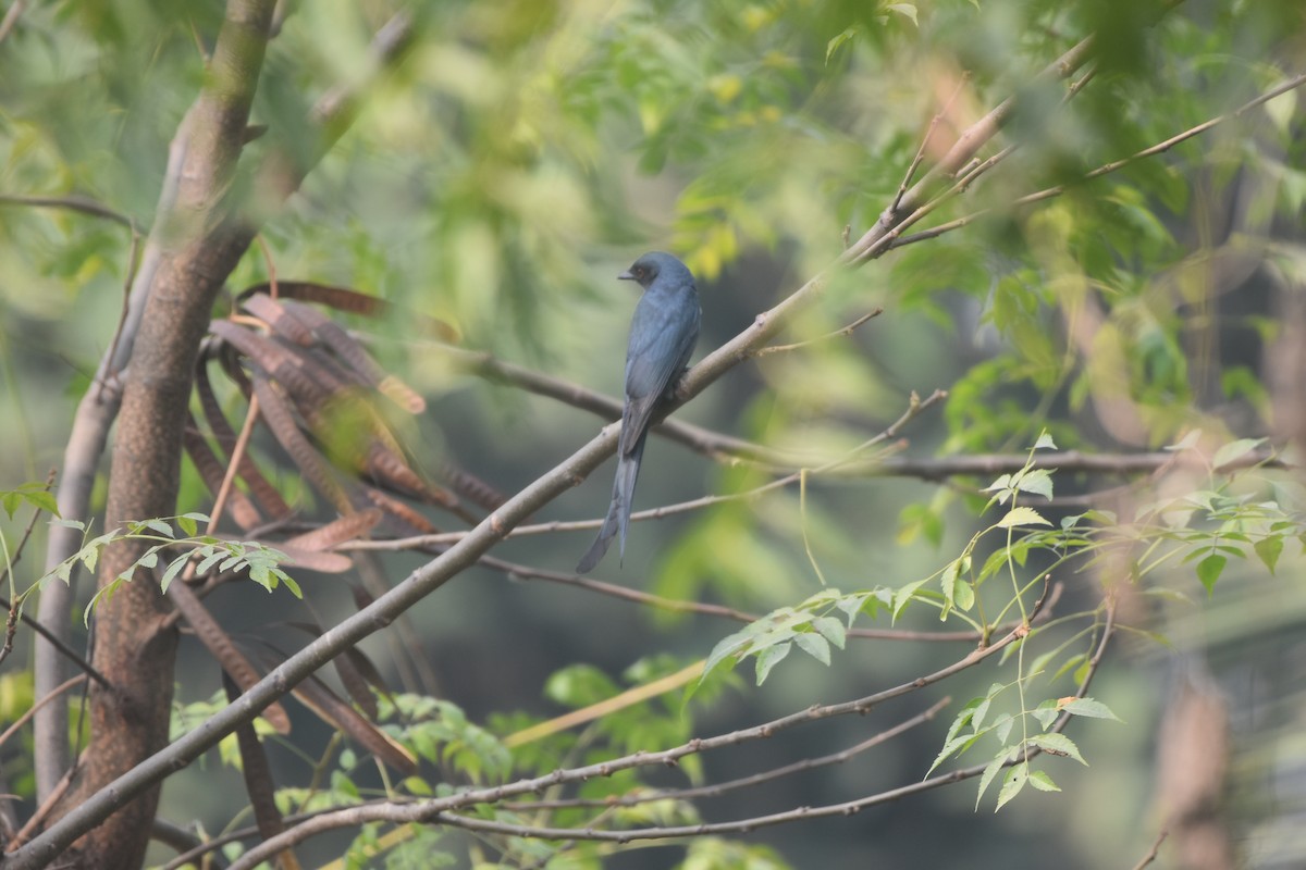 Пепельный дронго - ML646281331